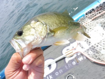 truth truth_news ブログ写真 2015/06/25