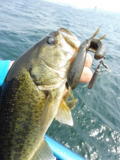 truth truth_news ブログ写真 2015/06/25