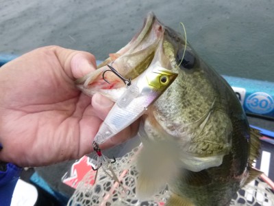 truth truth_news ブログ写真 2015/06/26