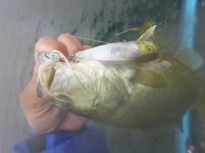 truth truth_news ブログ写真 2015/06/26