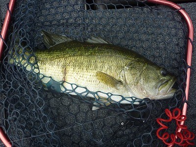 truth truth_news ブログ写真 2015/06/27