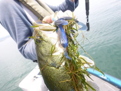 truth truth_news ブログ写真 2015/07/02