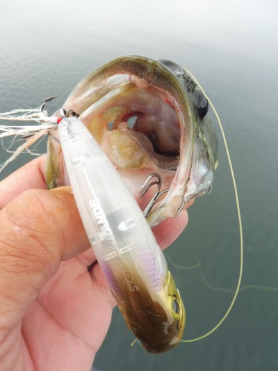 truth truth_news ブログ写真 2015/07/03