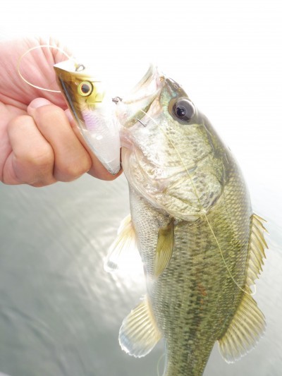 truth truth_news ブログ写真 2015/07/03