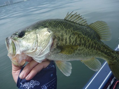 truth truth_news ブログ写真 2015/07/05