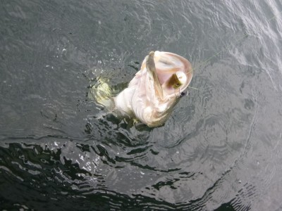 truth truth_news ブログ写真 2015/07/09