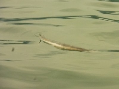 truth truth_news ブログ写真 2015/07/22