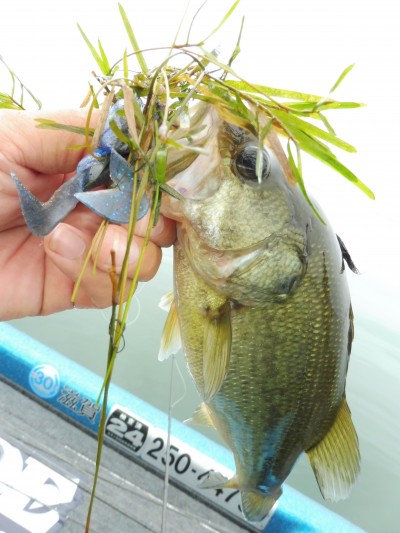 truth truth_news ブログ写真 2015/07/22