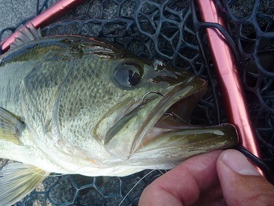 truth truth_news ブログ写真 2015/08/01