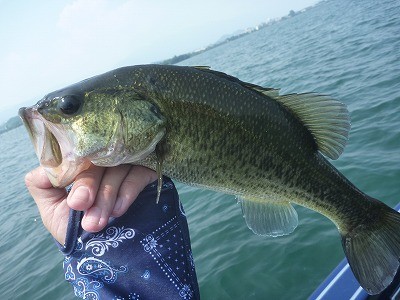 truth truth_news ブログ写真 2015/08/01