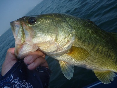 truth truth_news ブログ写真 2015/08/01