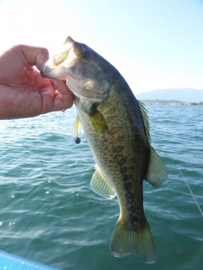 truth truth_news ブログ写真 2015/08/05