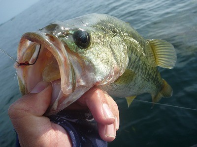 truth truth_news ブログ写真 2015/08/08