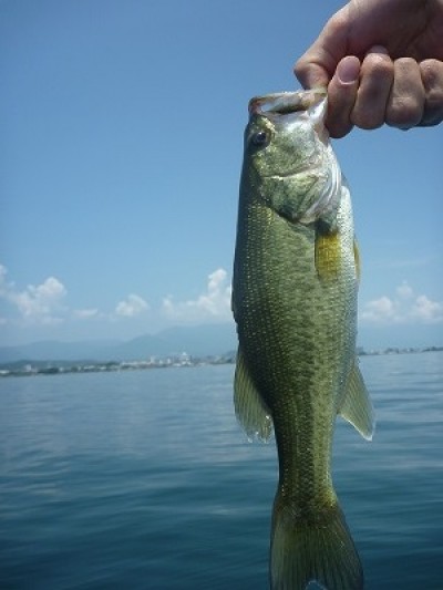 truth truth_news ブログ写真 2015/08/08