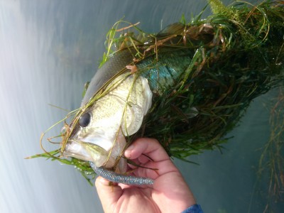 truth truth_news ブログ写真 2015/08/11