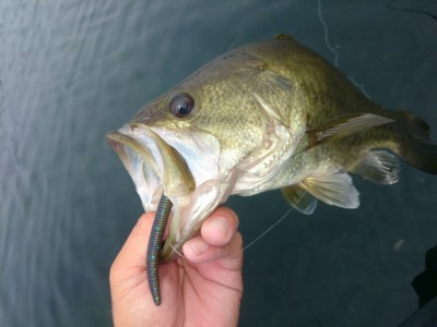 truth truth_news ブログ写真 2015/08/11