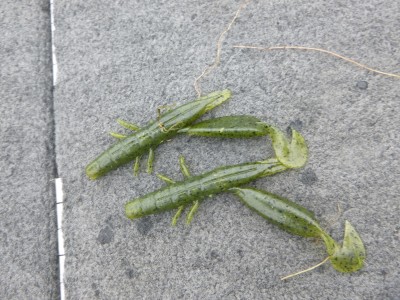 truth truth_news ブログ写真 2015/08/12