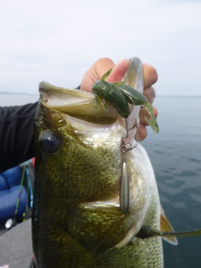 truth truth_news ブログ写真 2015/08/12