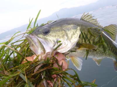 truth truth_news ブログ写真 2015/08/12