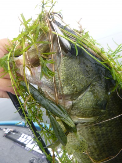 truth truth_news ブログ写真 2015/08/12