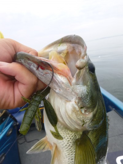 truth truth_news ブログ写真 2015/08/12