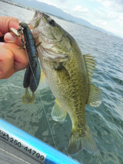 truth truth_news ブログ写真 2015/08/14