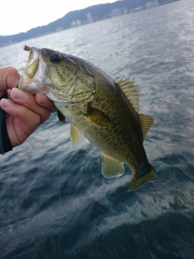 truth truth_news ブログ写真 2015/08/14