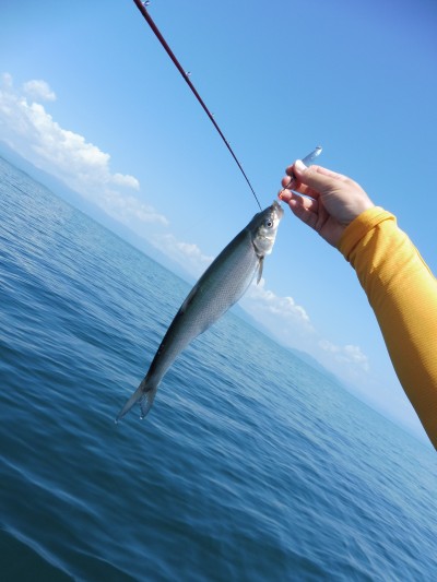 truth truth_news ブログ写真 2015/08/15