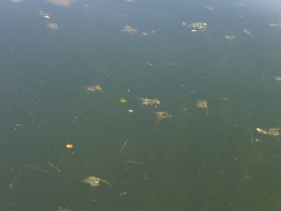 truth truth_news ブログ写真 2015/08/18