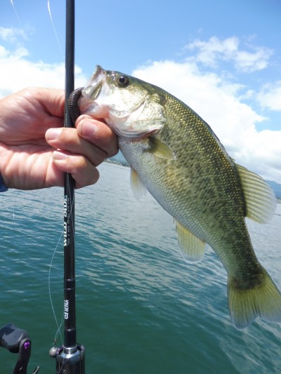 truth truth_news ブログ写真 2015/08/18