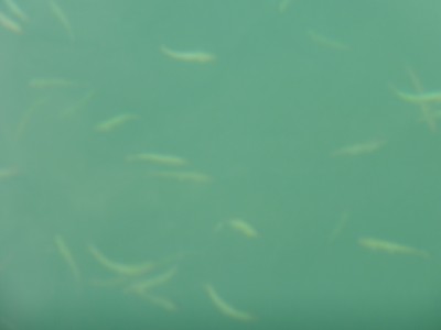 truth truth_news ブログ写真 2015/08/19