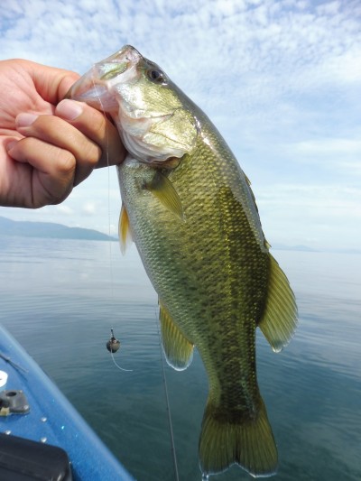 truth truth_news ブログ写真 2015/08/19