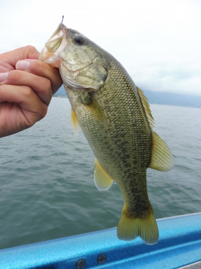 truth truth_news ブログ写真 2015/08/19