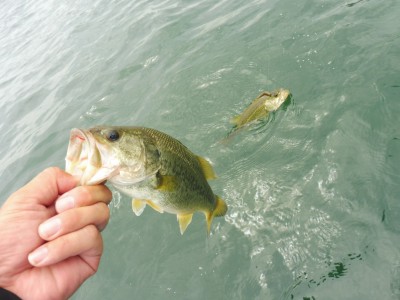 truth truth_news ブログ写真 2015/08/19