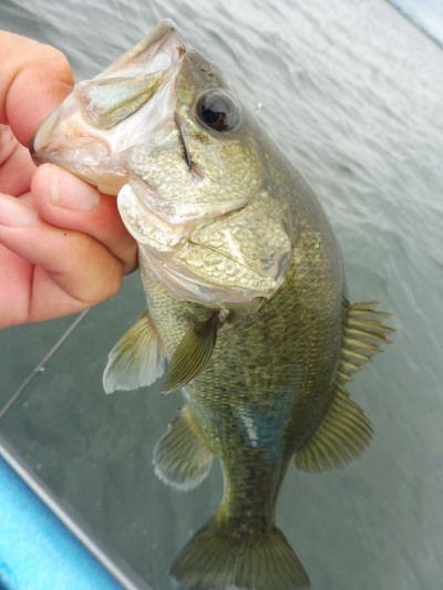 truth truth_news ブログ写真 2015/08/19