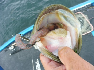 truth truth_news ブログ写真 2015/08/20