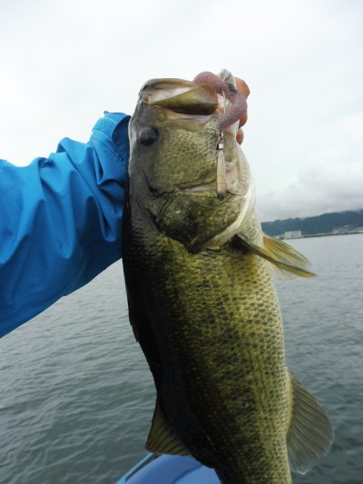 truth truth_news ブログ写真 2015/08/20