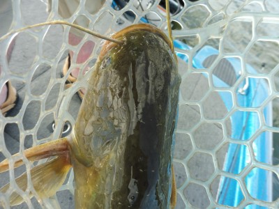 truth truth_news ブログ写真 2015/08/22