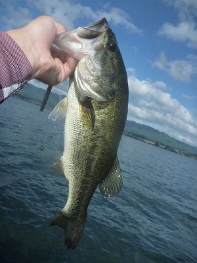 truth truth_news ブログ写真 2015/08/23