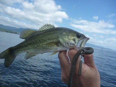 truth truth_news ブログ写真 2015/08/23