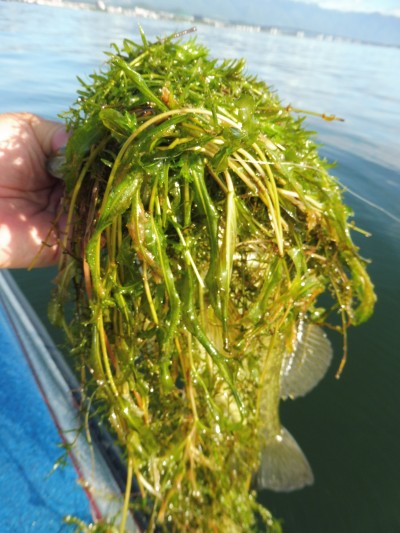 truth truth_news ブログ写真 2015/08/27