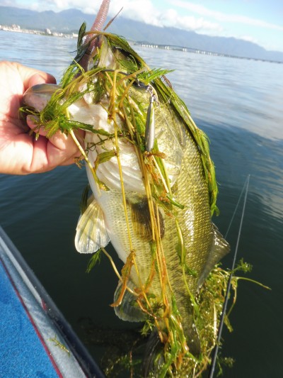 truth truth_news ブログ写真 2015/08/27