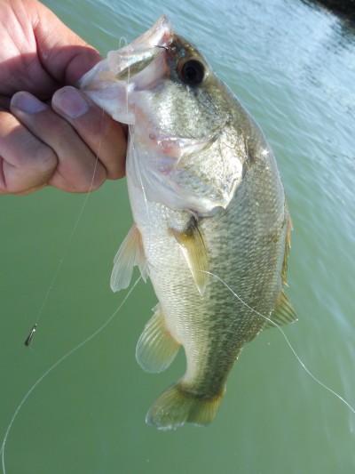 truth truth_news ブログ写真 2015/08/27