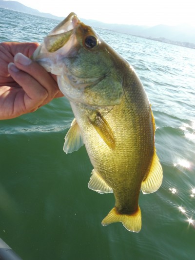 truth truth_news ブログ写真 2015/08/27