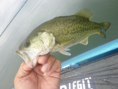 truth truth_news ブログ写真 2015/09/01