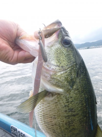 truth truth_news ブログ写真 2015/09/01