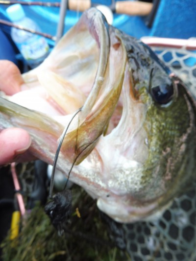 truth truth_news ブログ写真 2015/09/02