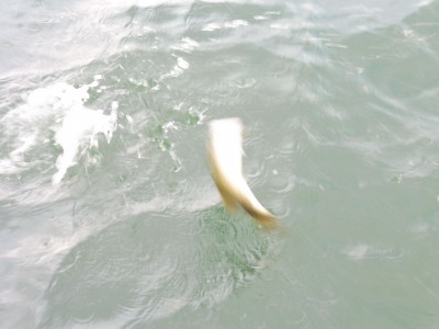 truth truth_news ブログ写真 2015/09/02