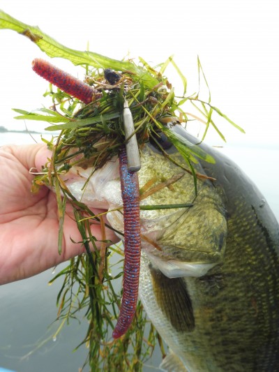 truth truth_news ブログ写真 2015/09/03