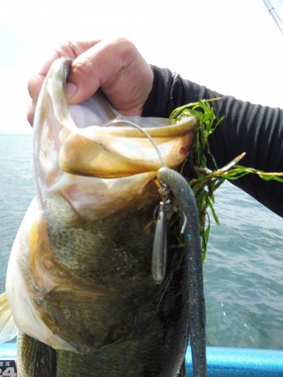 truth truth_news ブログ写真 2015/09/04